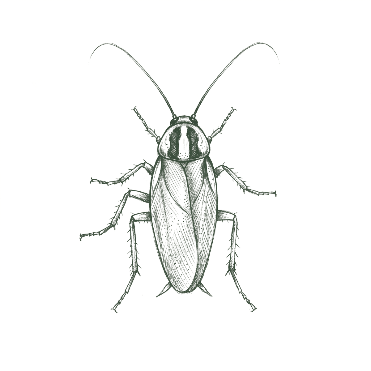 Cockroaches