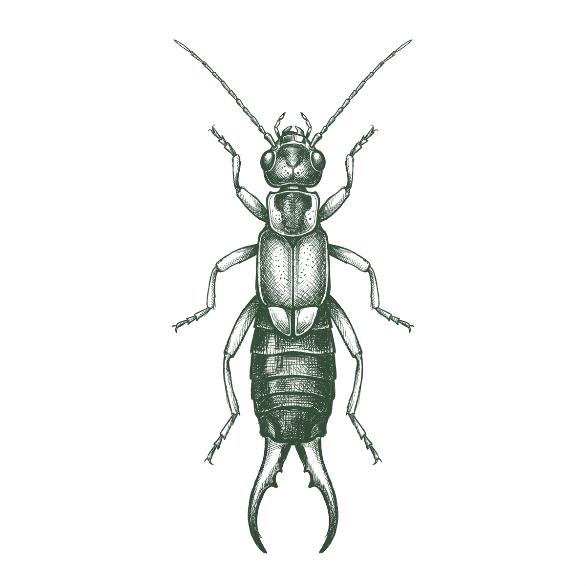 Earwigs