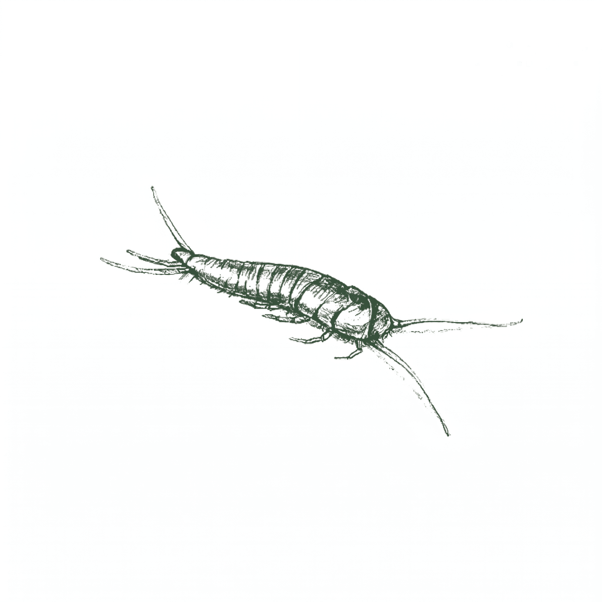 Silverfish