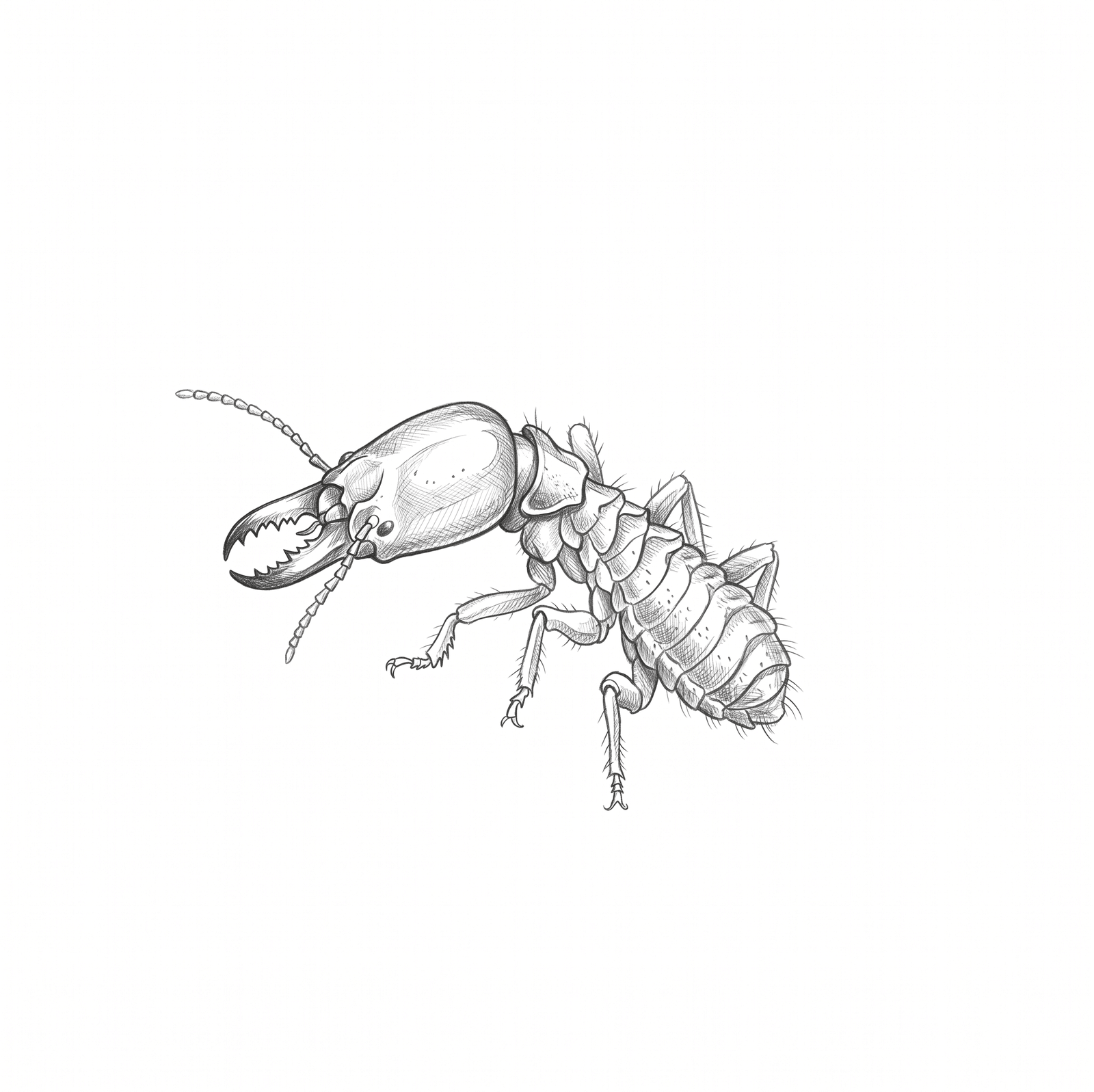 Termites